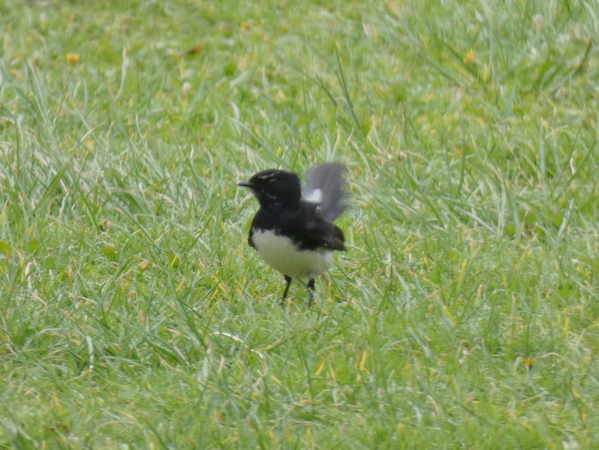 Willie-wagtail - ML615745108