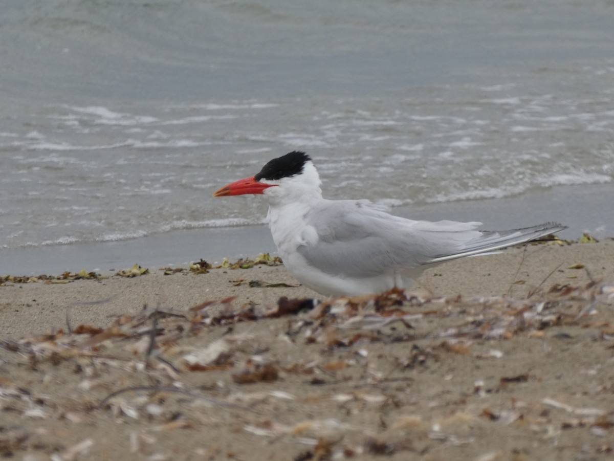 Caspian Tern - Tony King