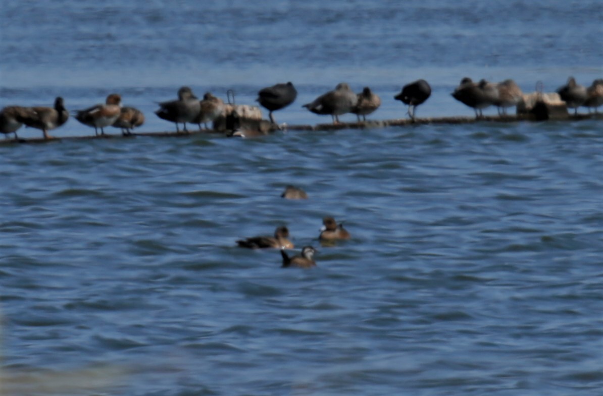 White-headed Duck - Carlos Pacheco