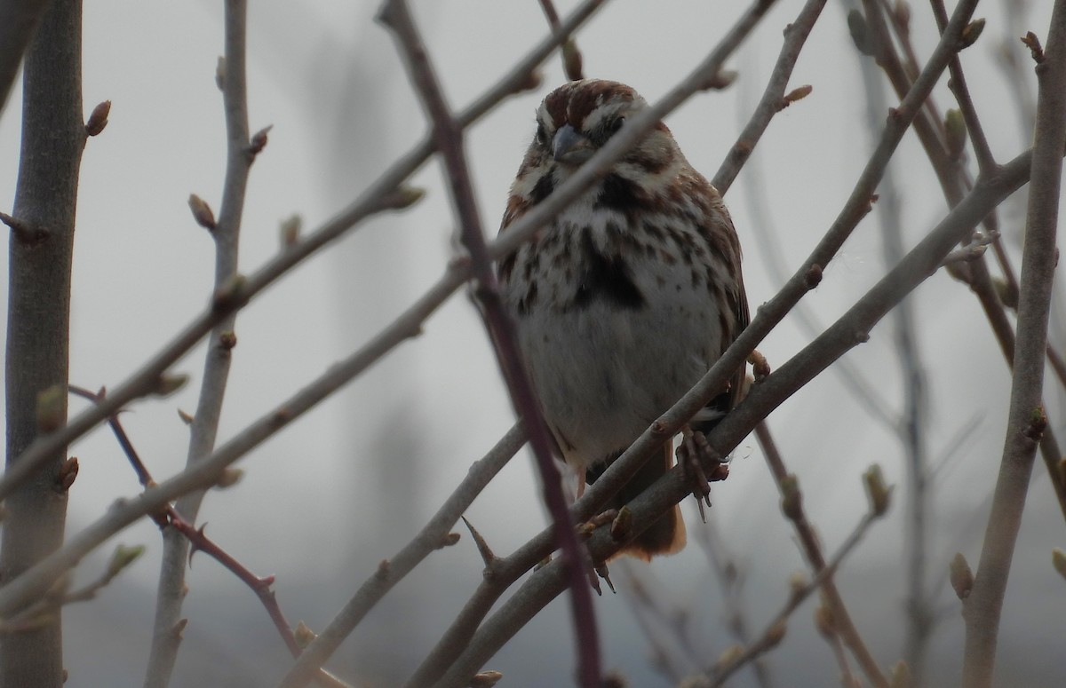 Song Sparrow - ML615745205