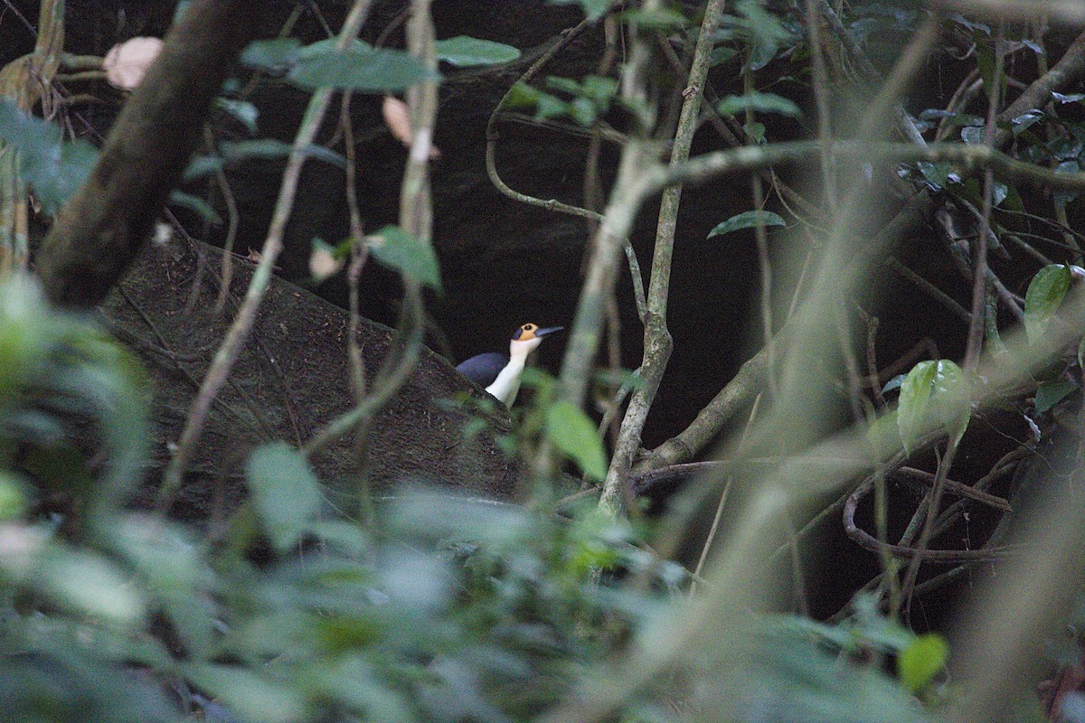 White-necked Rockfowl - ML615745210