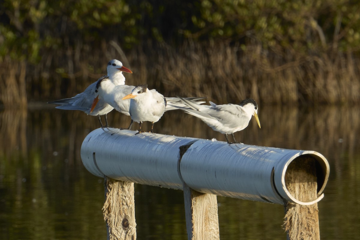 Royal Tern - ML615745214