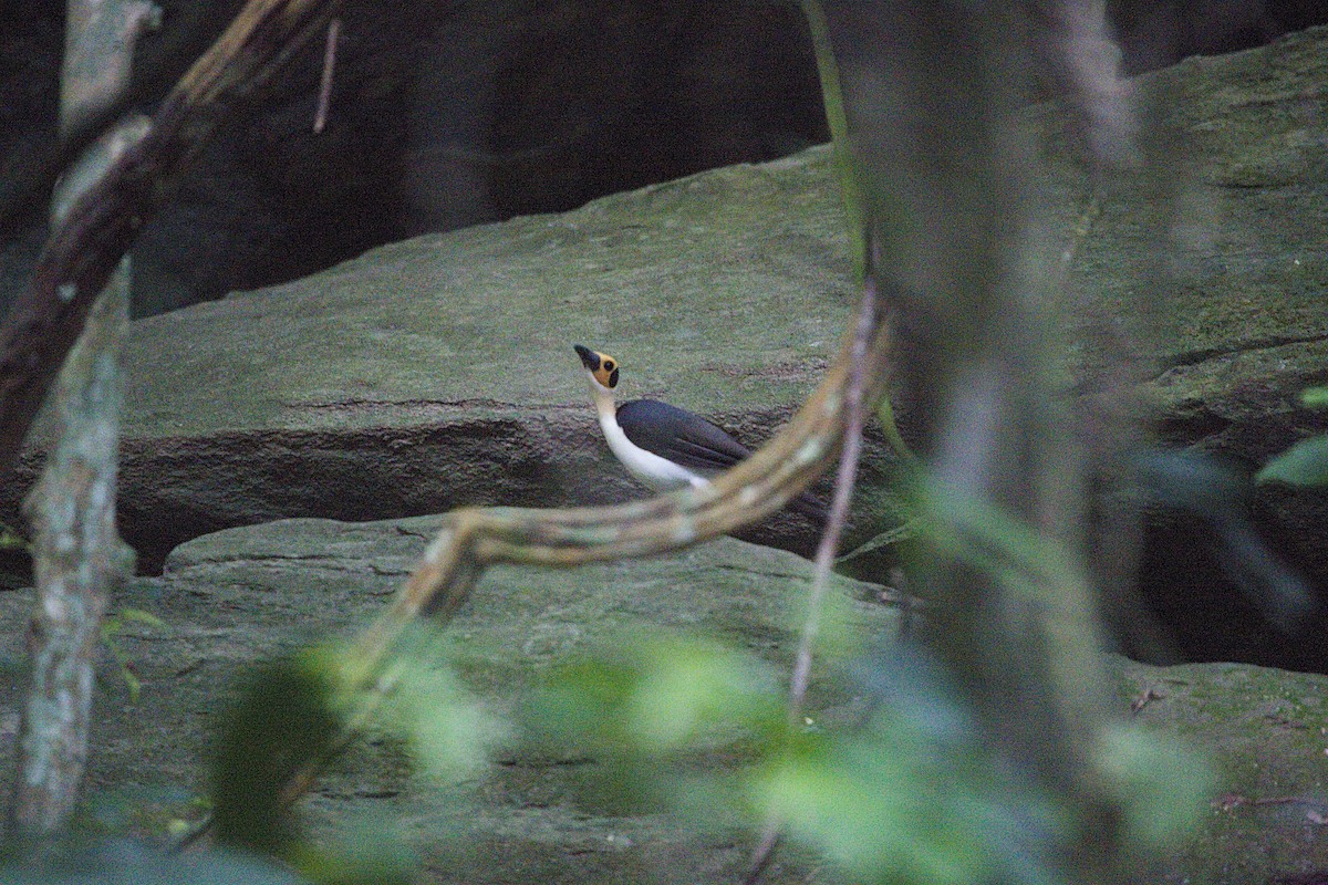 White-necked Rockfowl - Hans van der Hoeven