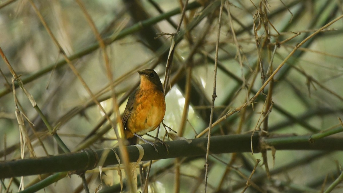 Rusty-bellied Shortwing - Manash Pratim