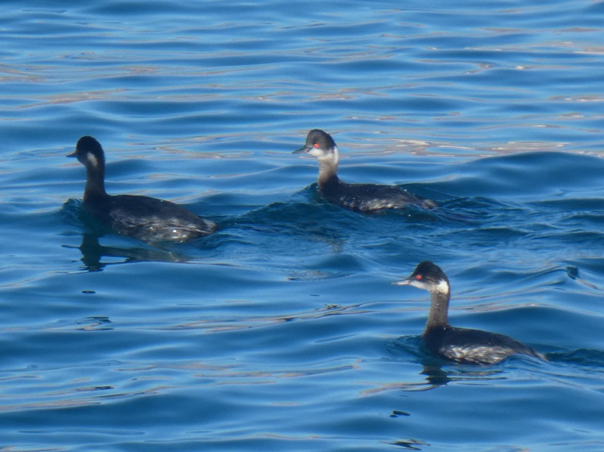 Eared Grebe - ML615745270