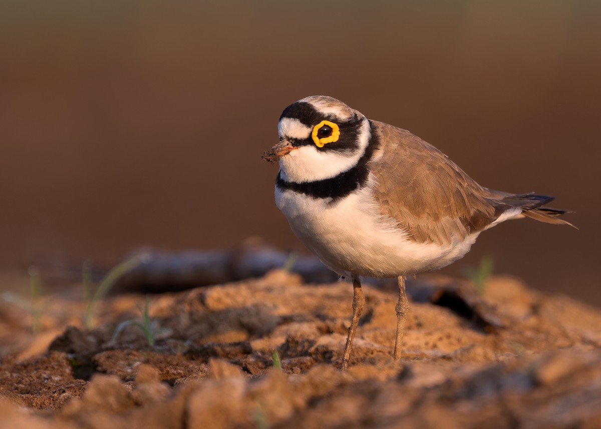 Little Ringed Plover (dubius/jerdoni) - ML615745291