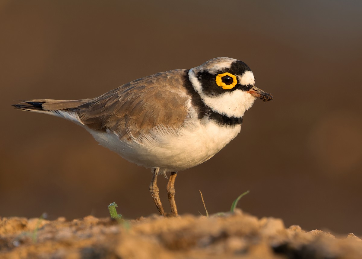 Little Ringed Plover (dubius/jerdoni) - ML615745296