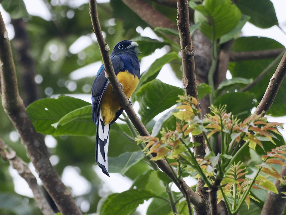 trogon zelenohřbetý - ML615745323