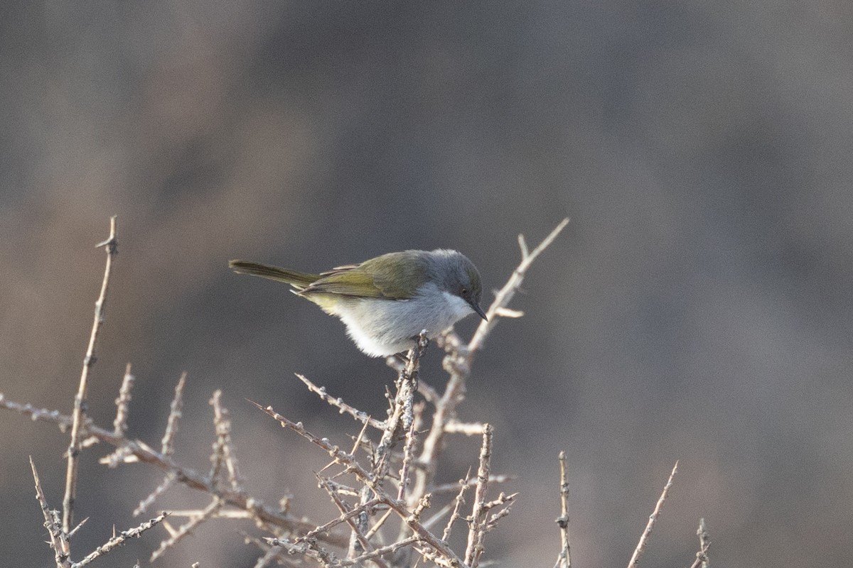 Yellow-rumped Eremomela - ML615745349