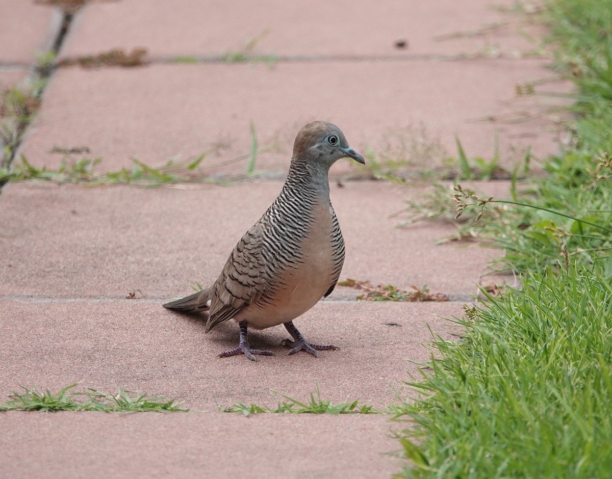 Zebra Dove - ML615745368