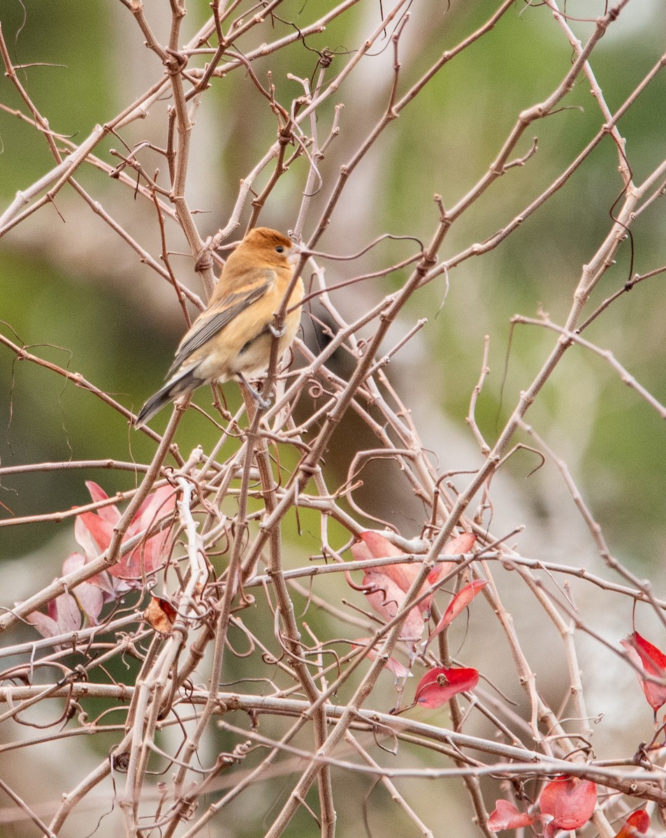 Blue Grosbeak - ML615745401