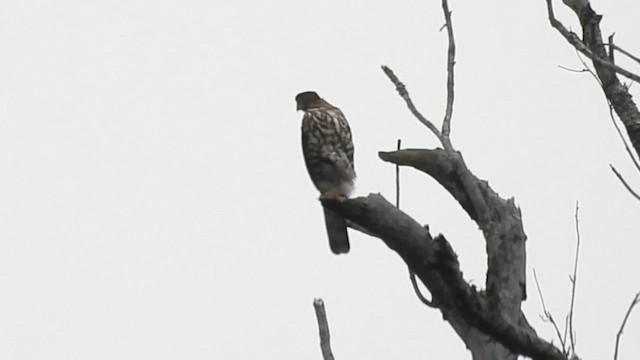 Crested Goshawk - ML615745433