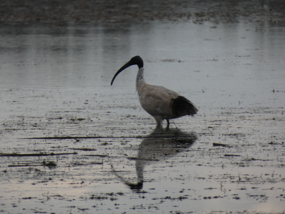 ibis australský - ML615745441