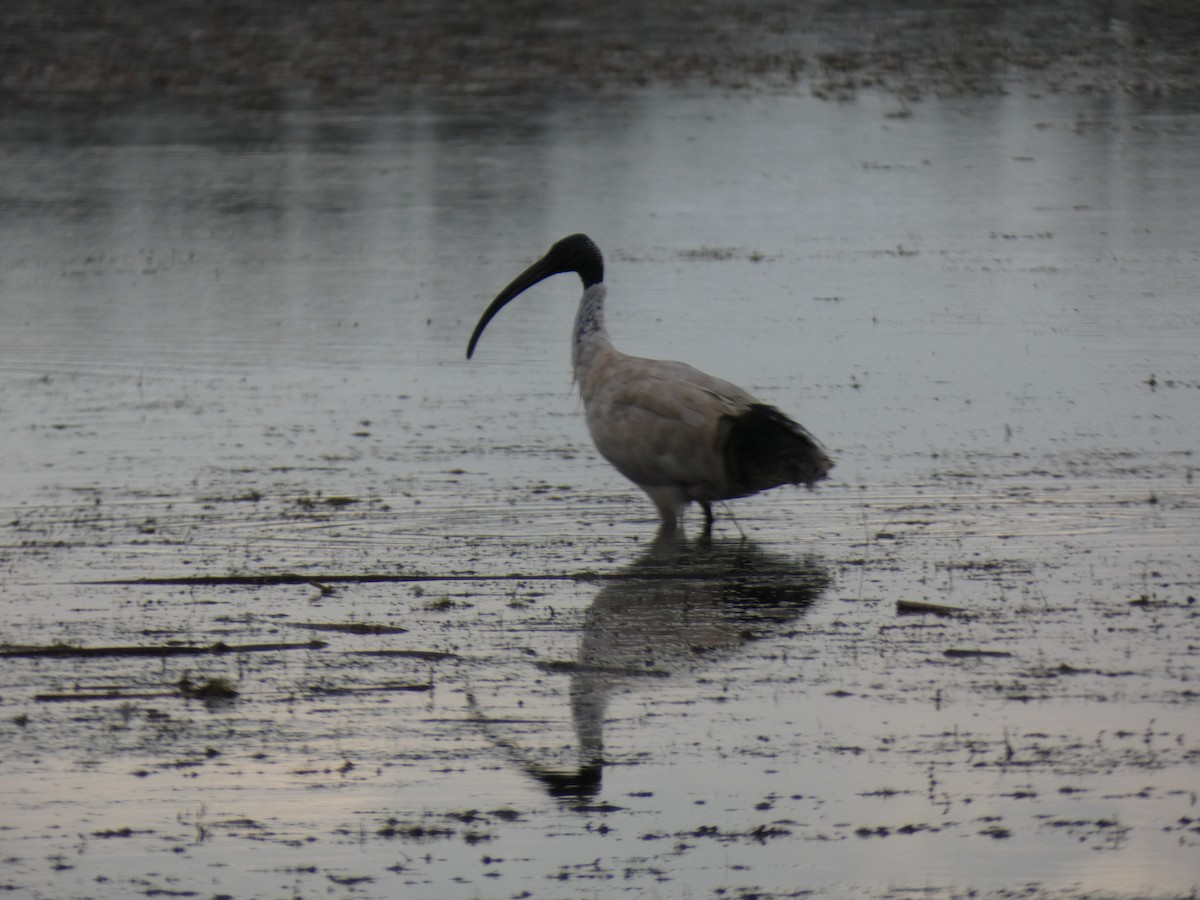 Australian Ibis - ML615745441