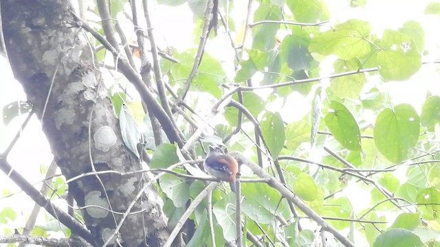 Gray-lored Broadbill - ML615745442