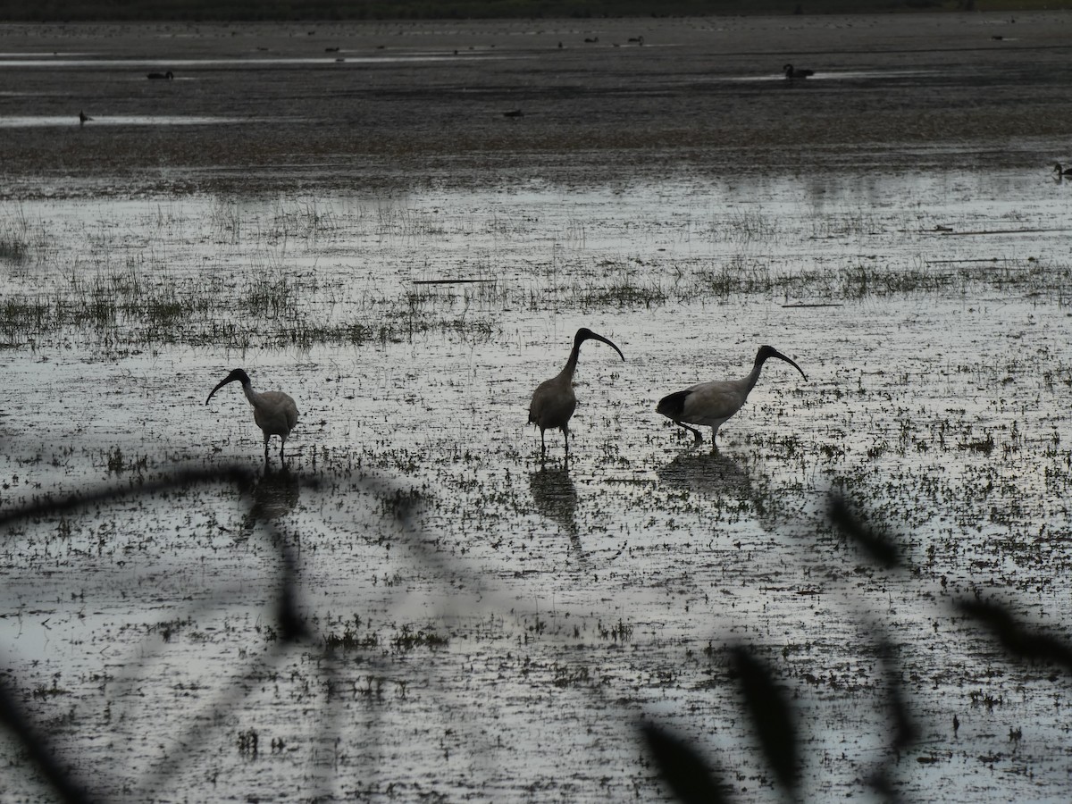 ibis australský - ML615745463