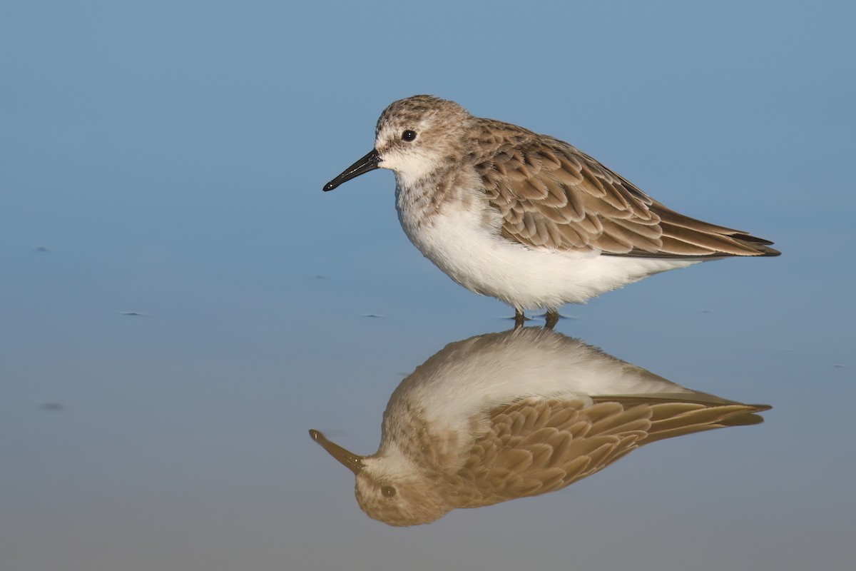 Little Stint - ML615745508