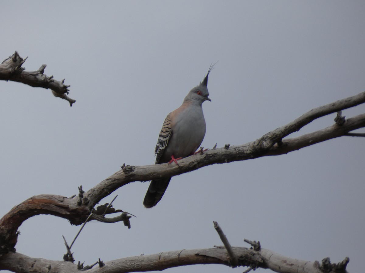 Crested Pigeon - ML615745526