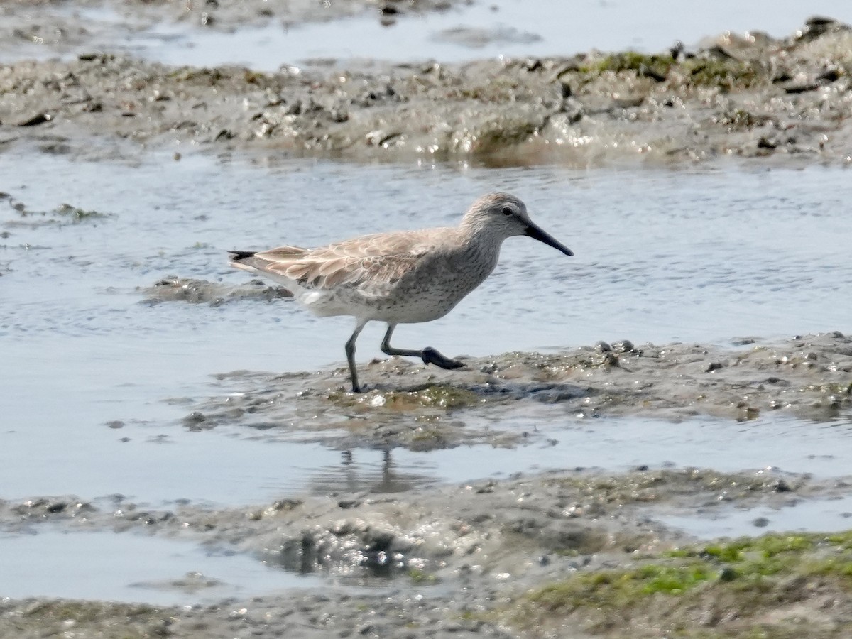 Red Knot - ML615745539