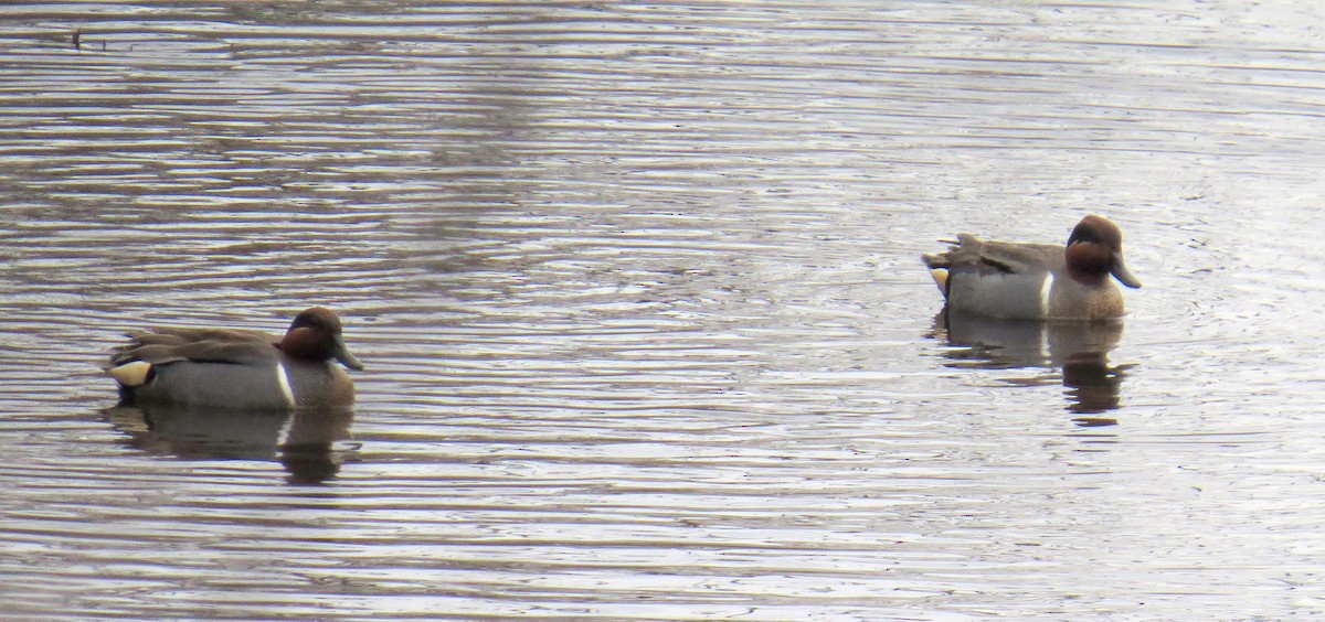 Green-winged Teal (American) - ML615745601