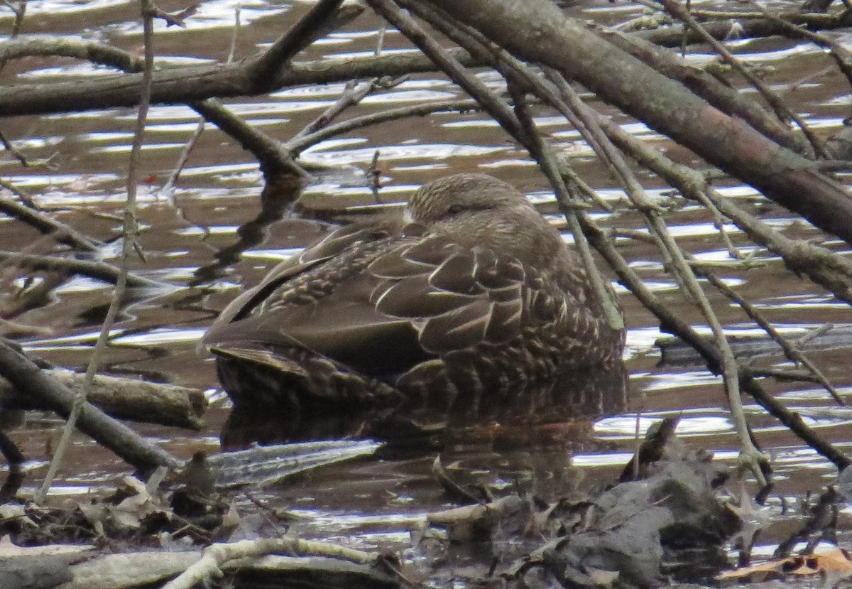 Mallard x American Black Duck (hybrid) - ML615745602