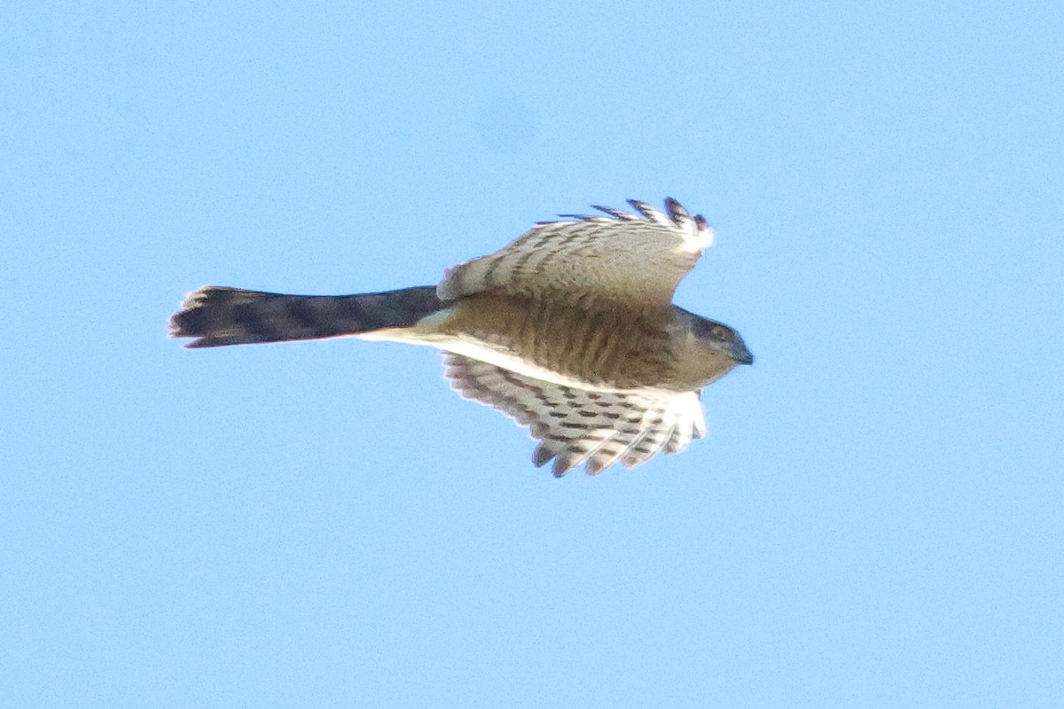 Eurasian Sparrowhawk - Sam Creighton