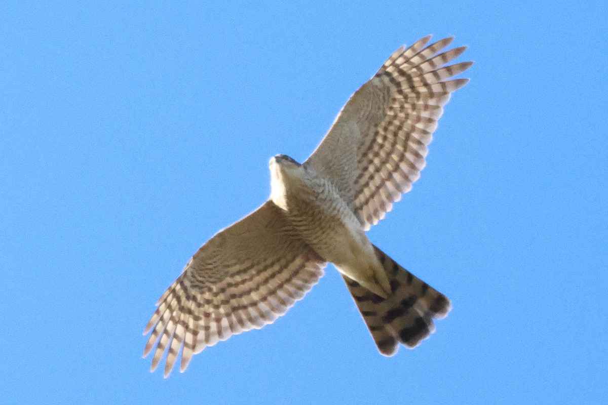 Eurasian Sparrowhawk - ML615745623