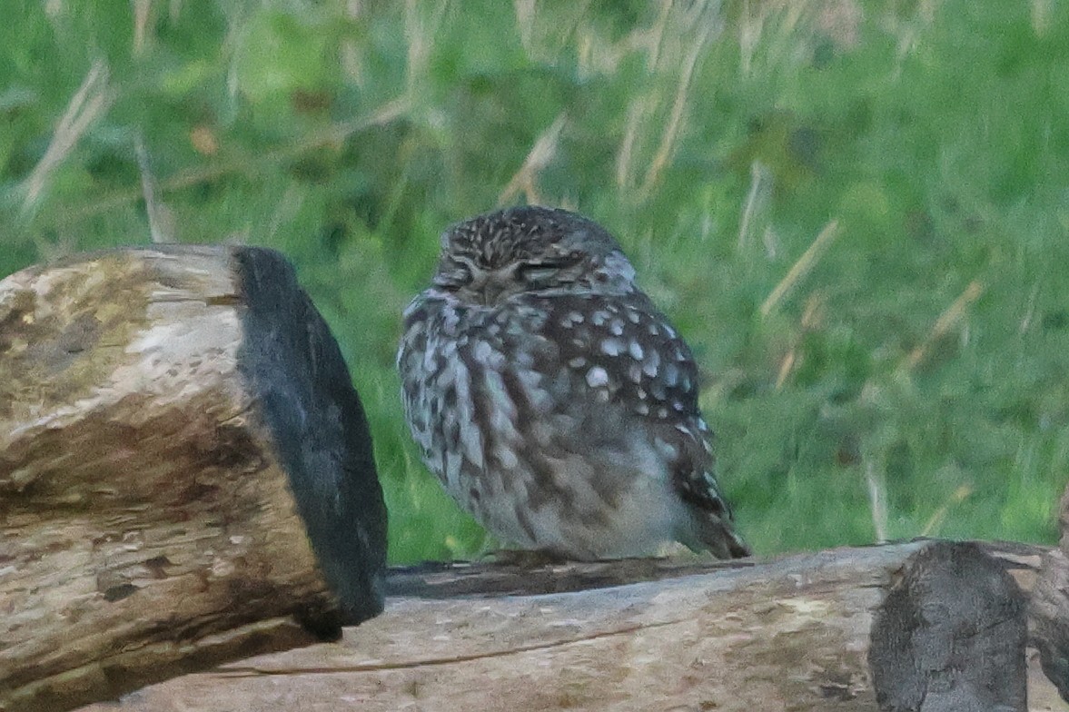 Little Owl - ML615745633