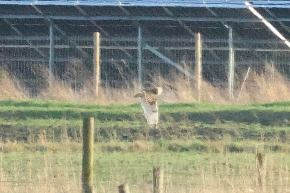 Short-eared Owl - ML615745657