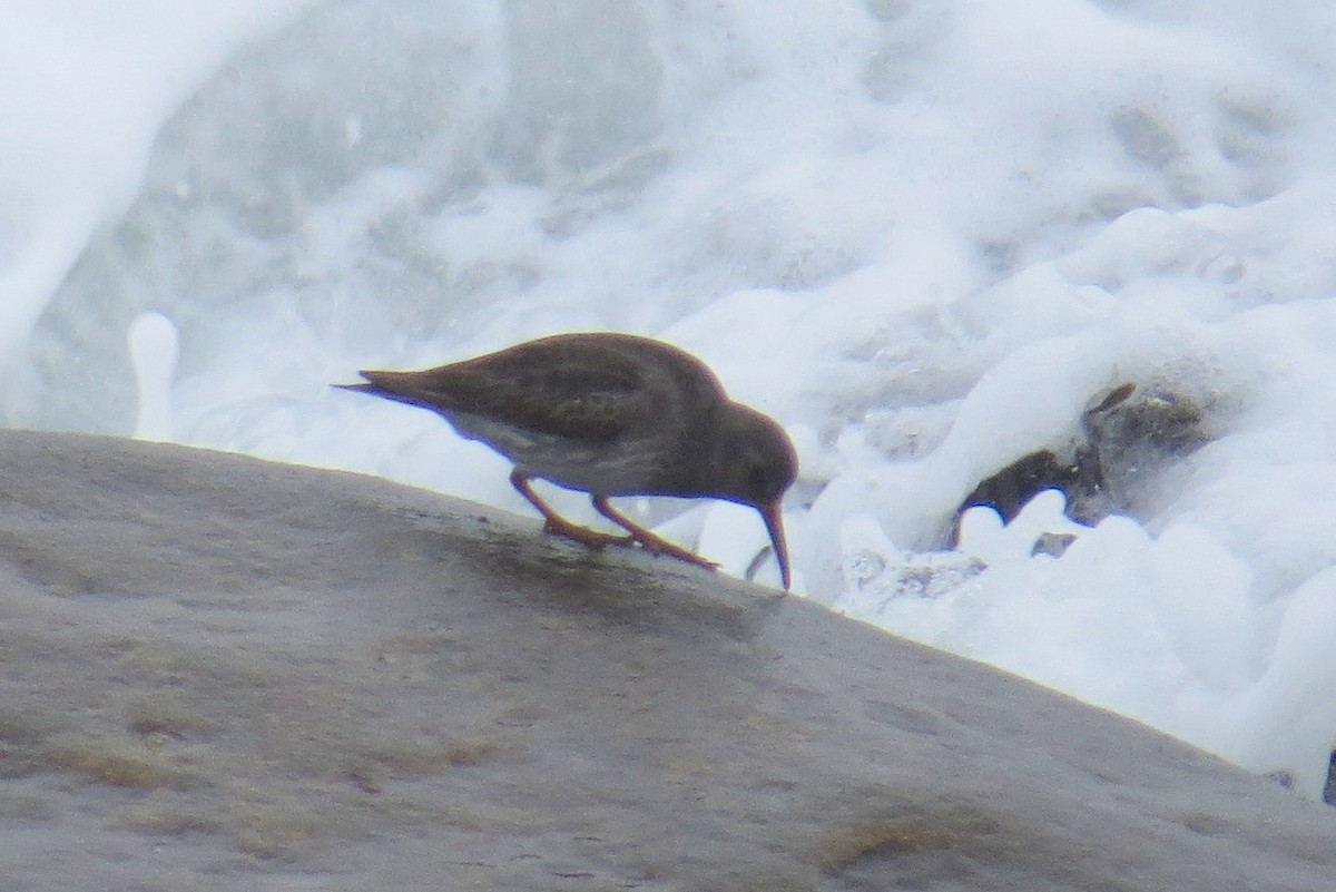 Purple Sandpiper - Sergey Pavlov