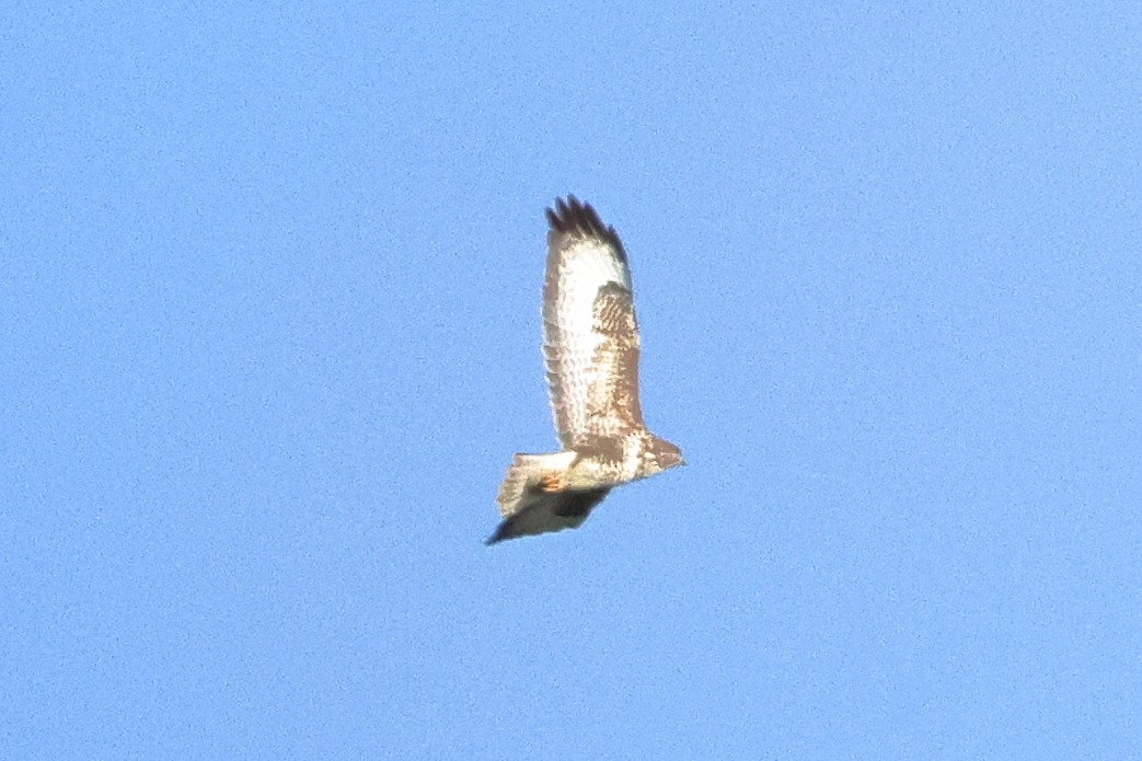 Common Buzzard - ML615745690