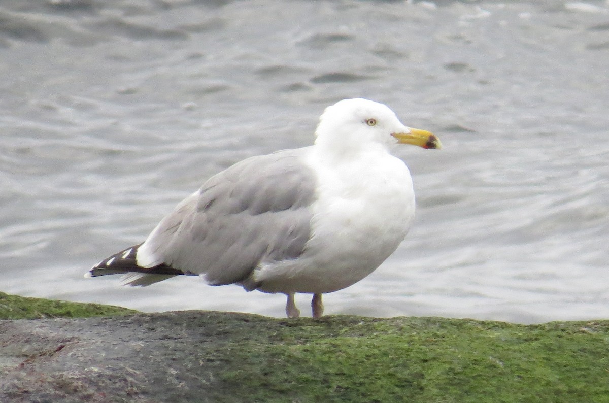 Herring Gull - ML615745725