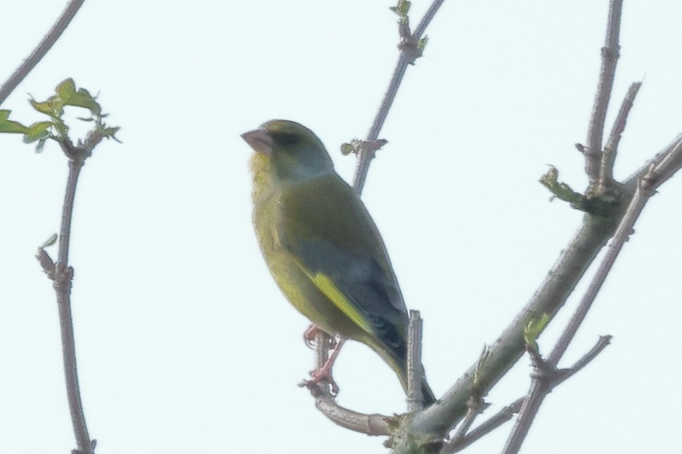 European Greenfinch - ML615745795