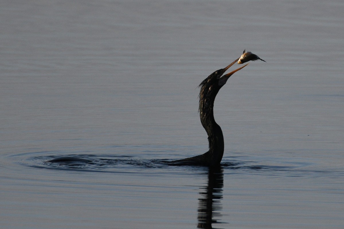 Amerika-Schlangenhalsvogel - ML615745812