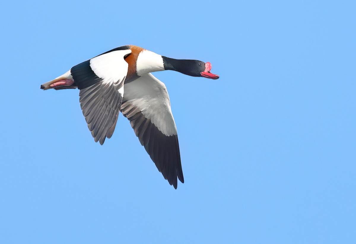 Common Shelduck - ML615745819