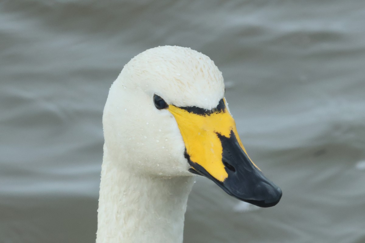 Whooper Swan - ML615745839