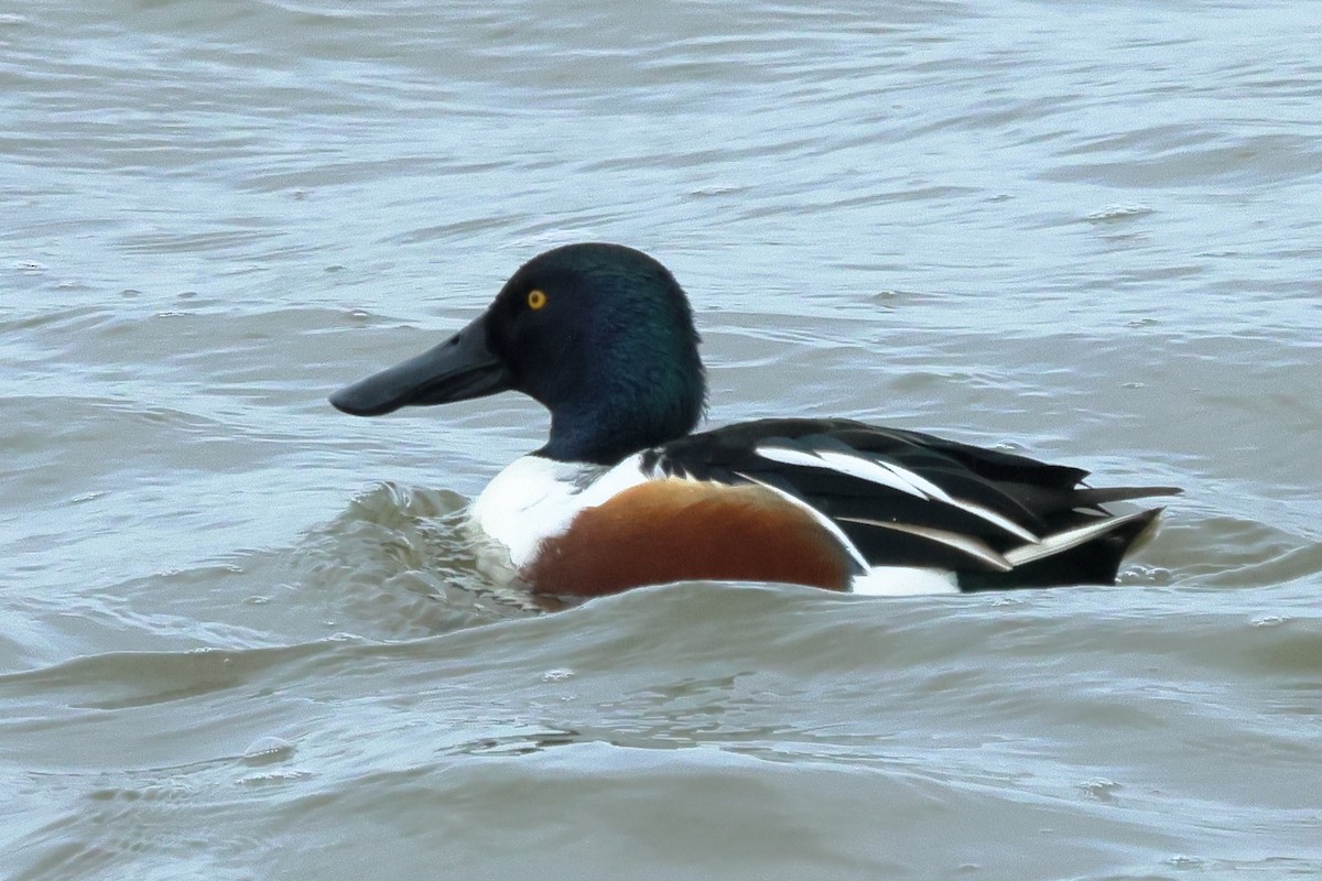 Northern Shoveler - ML615745844