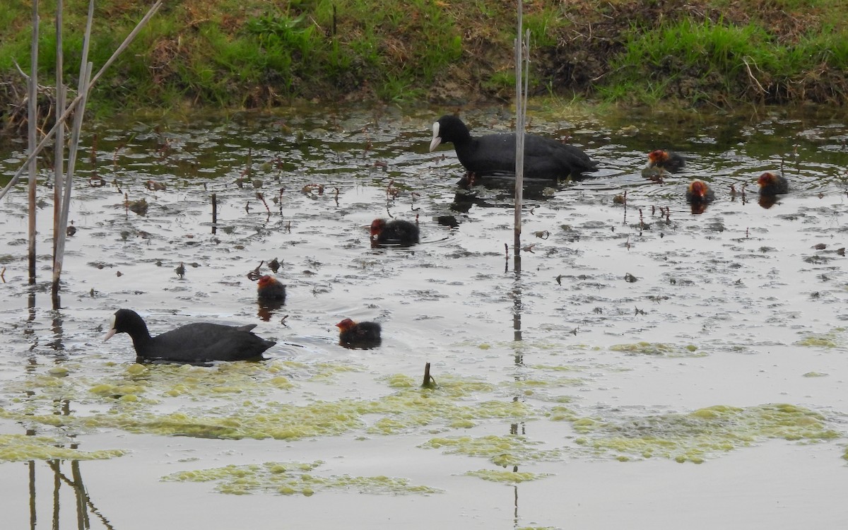 Eurasian Coot - ML615745910