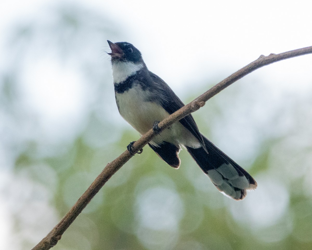 Malaysian Pied-Fantail - ML615746041