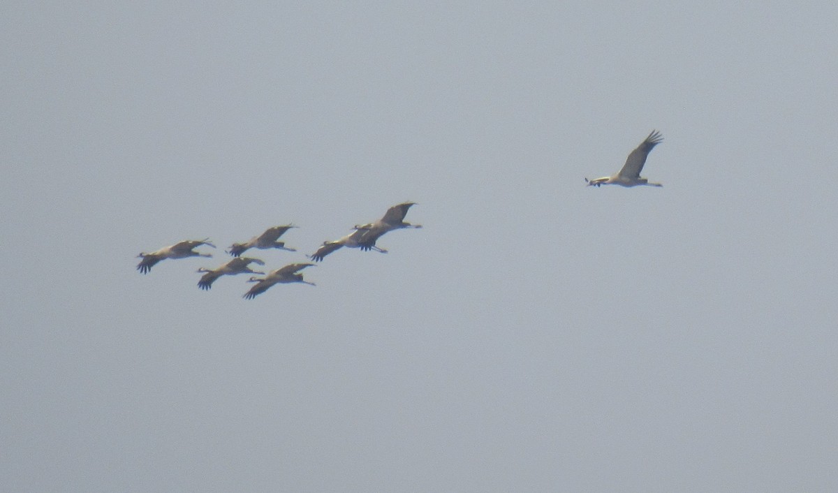 Common Crane - Kalaimani Ayuthavel