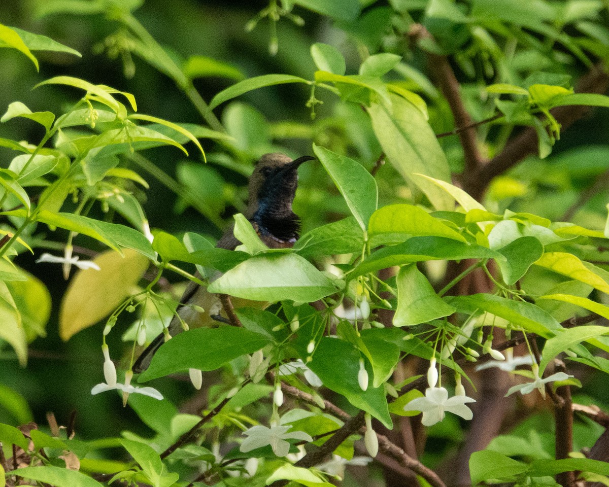 Ornate Sunbird - ML615746088