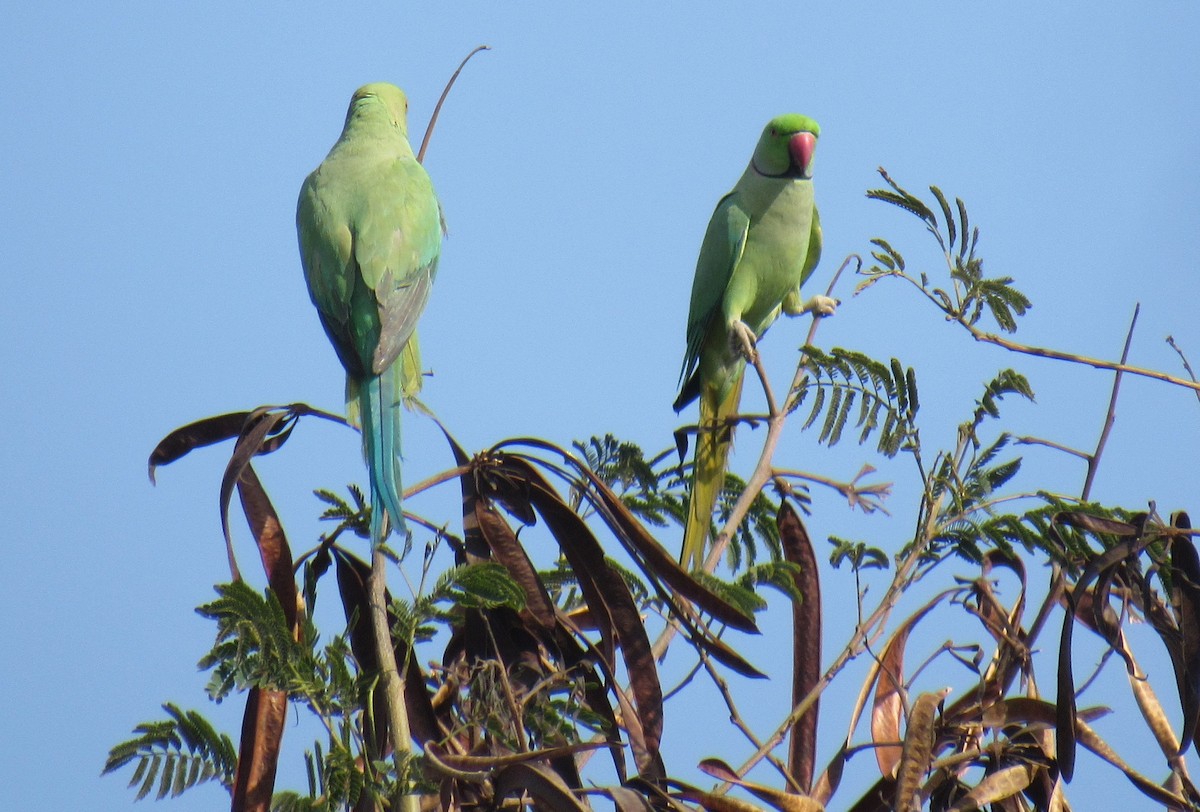 Rose-ringed Parakeet - Kalaimani Ayuthavel