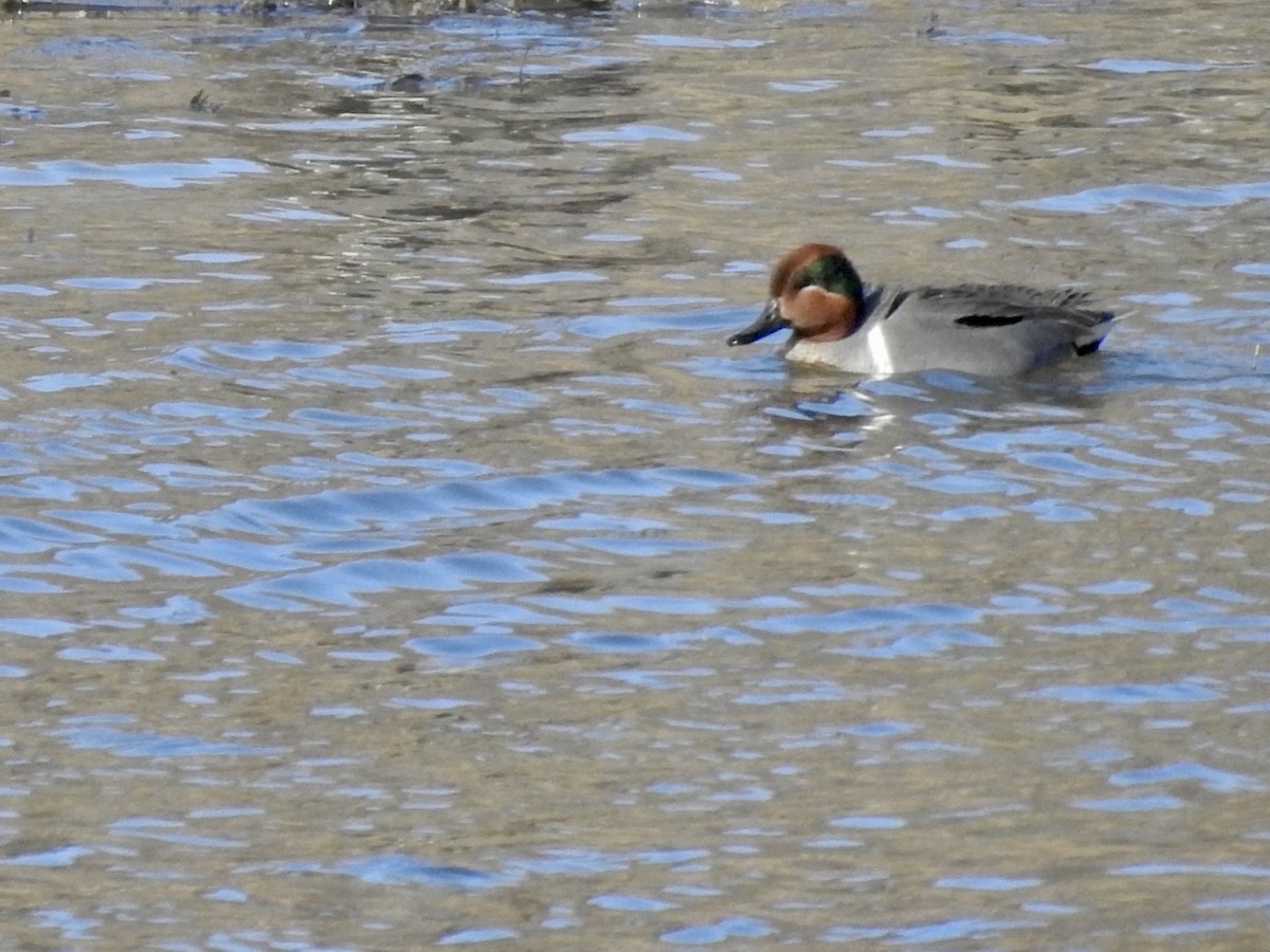Green-winged Teal - ML615746140