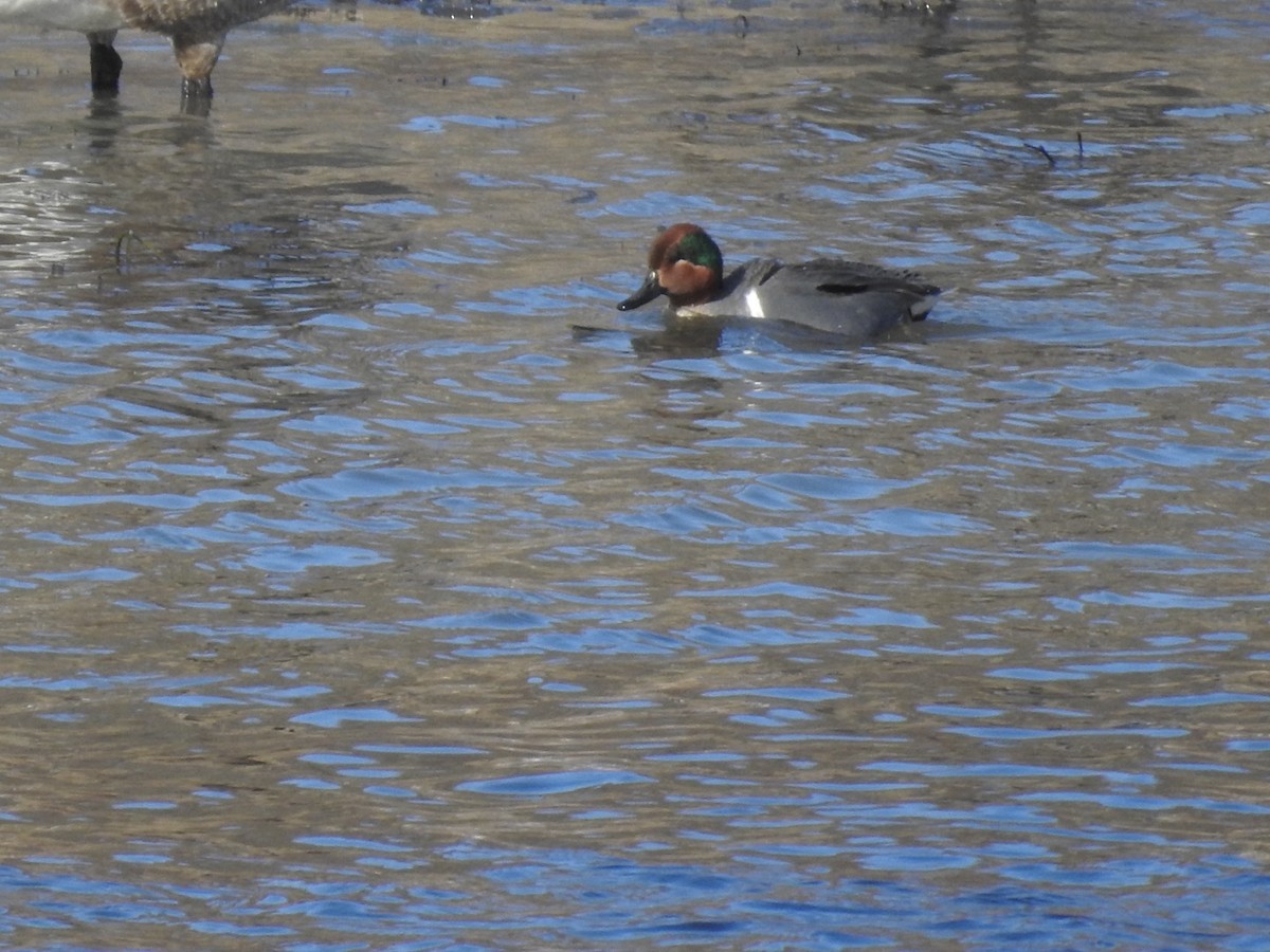Green-winged Teal - ML615746142