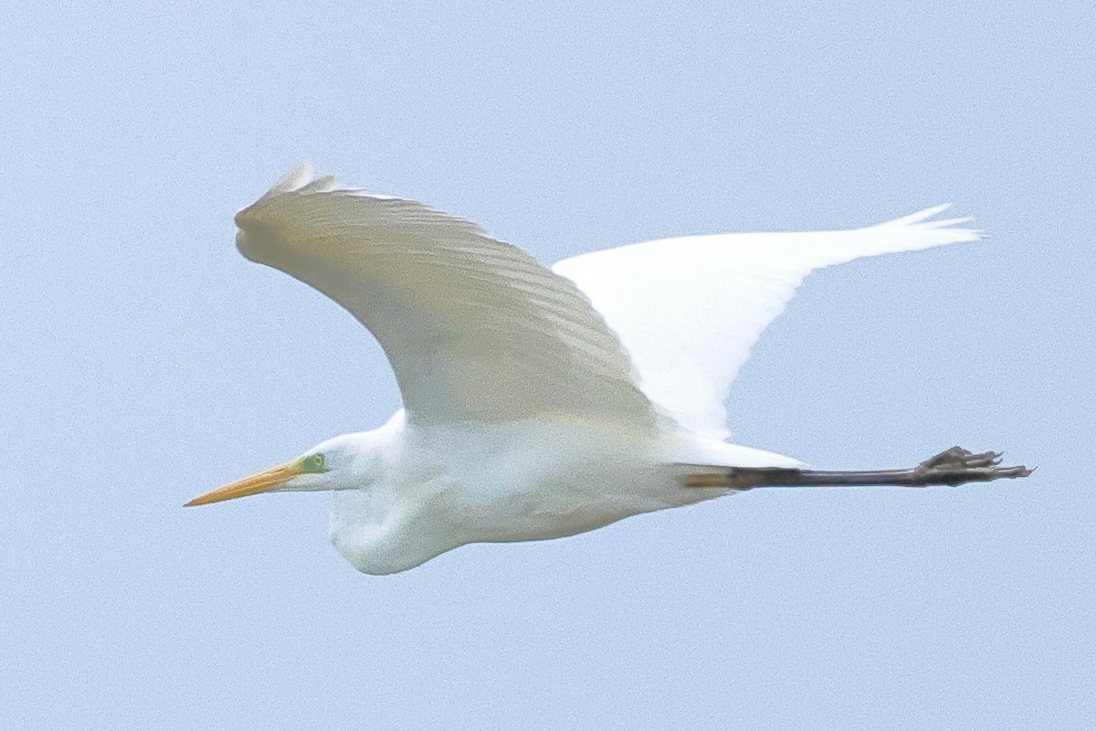 Great Egret - Sam Creighton