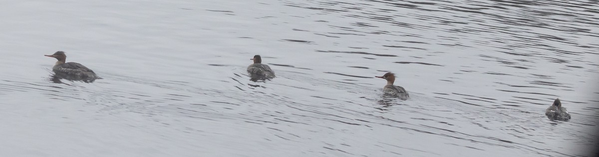 Red-breasted Merganser - ML615746206