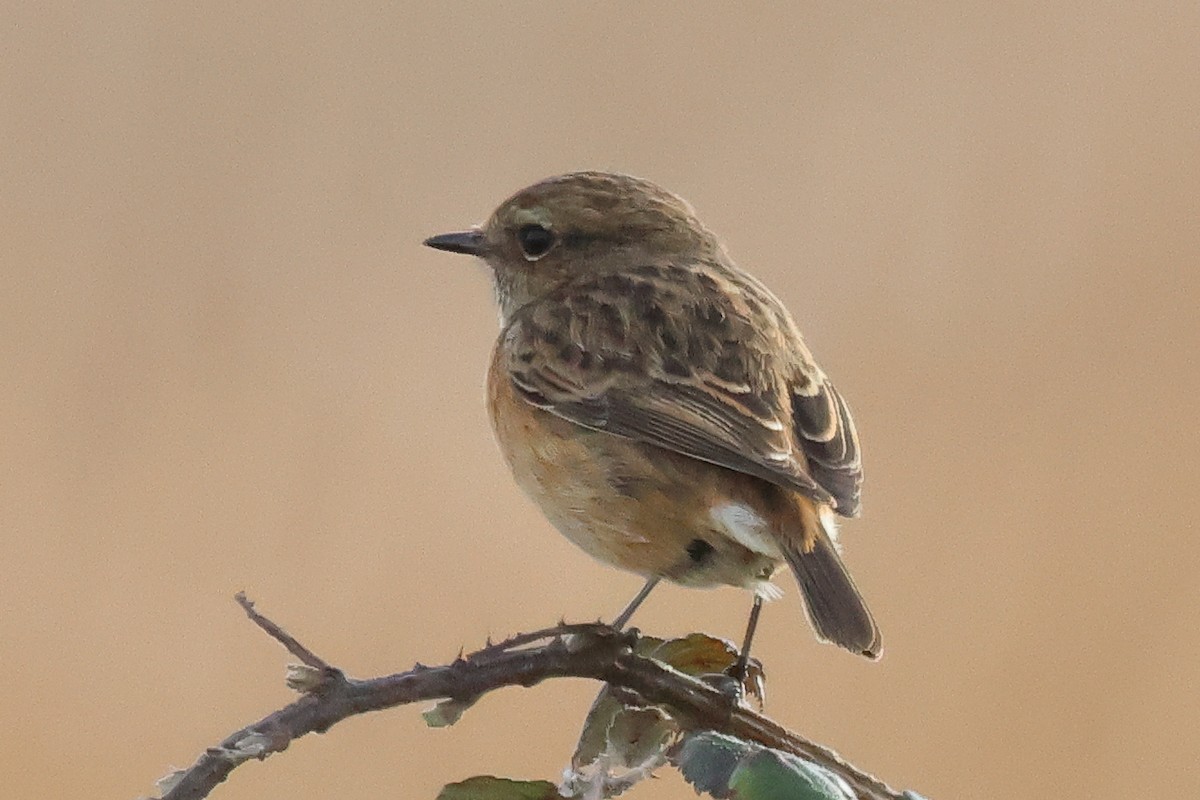 European Stonechat - ML615746207