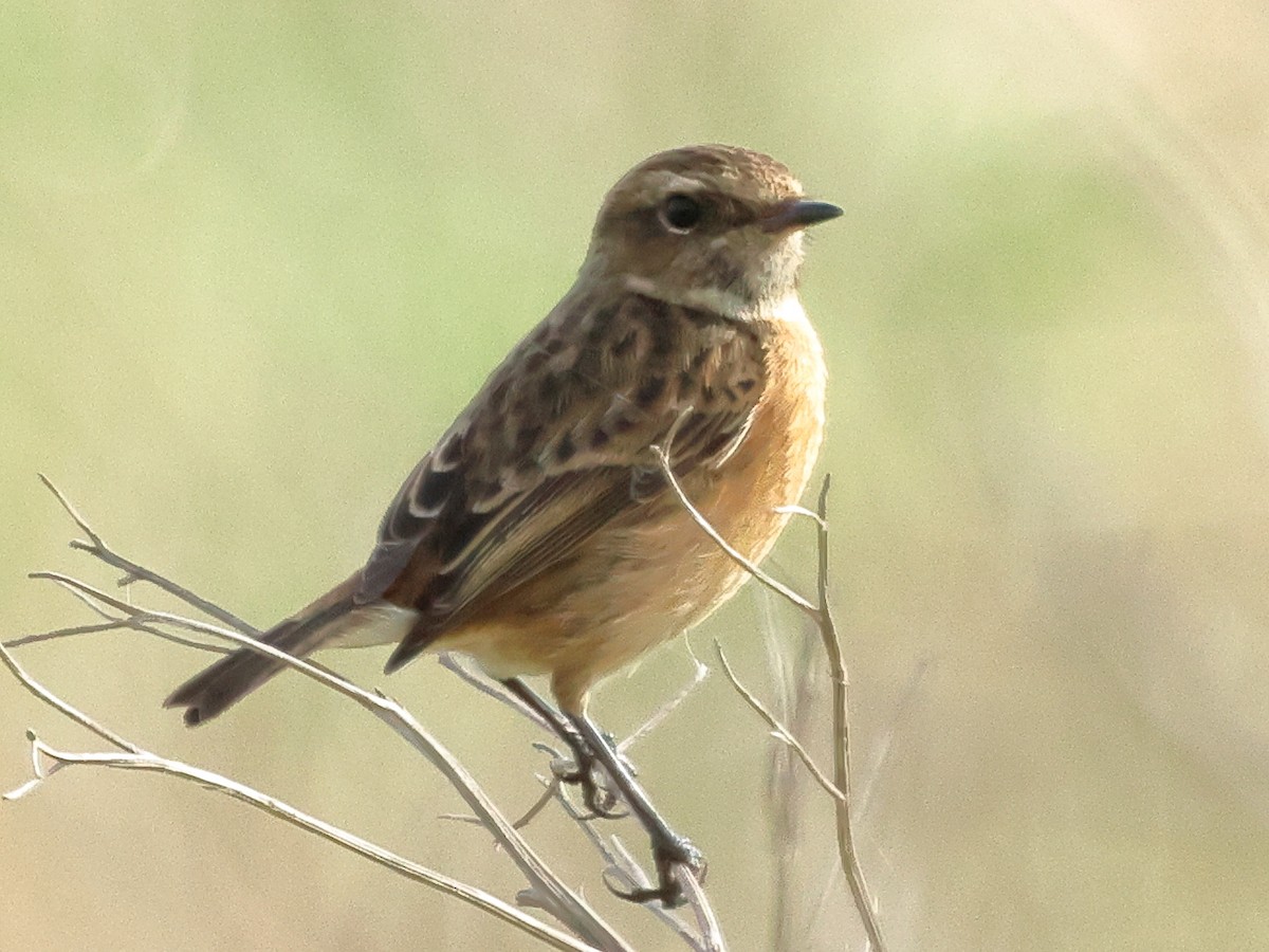 European Stonechat - Sam Creighton