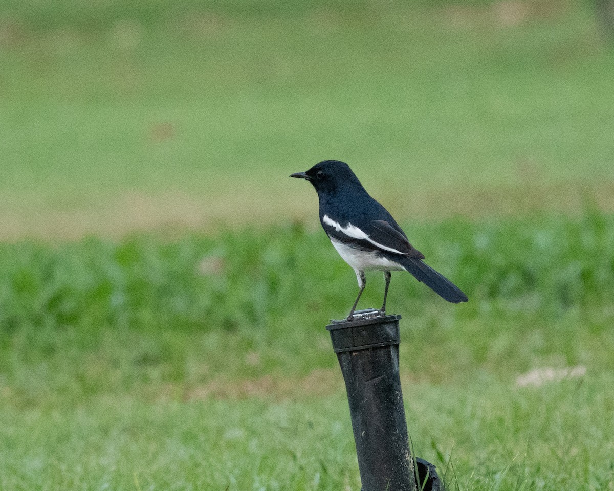 Oriental Magpie-Robin - ML615746330