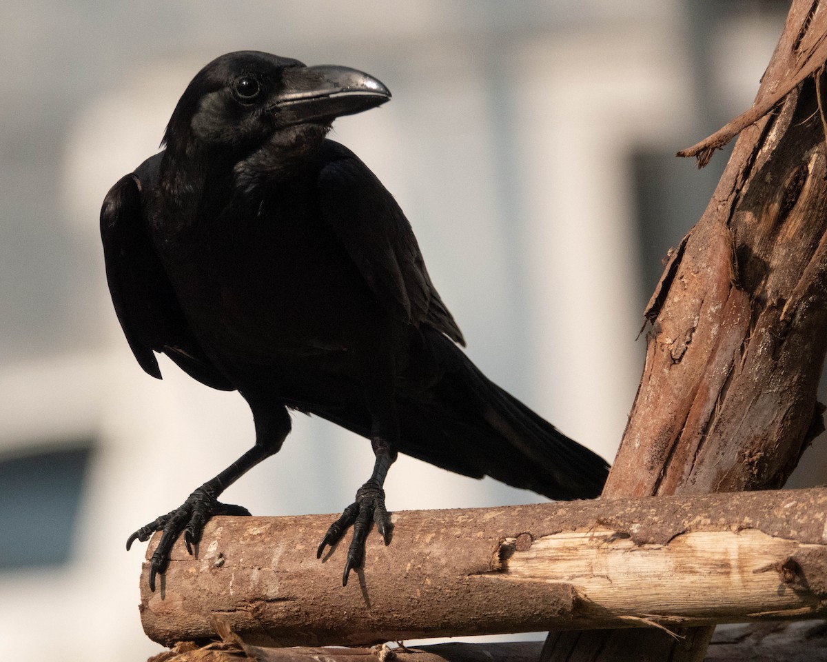 Large-billed Crow - ML615746336